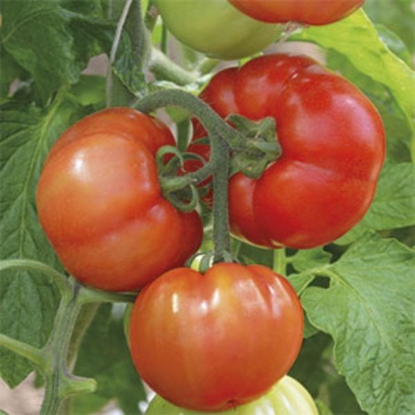 ����� �������: �������� ���� ��� ����������� ������