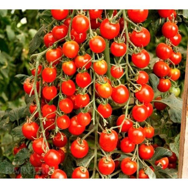 ����� ���������� ������: ������� ����������� � ��������� ����