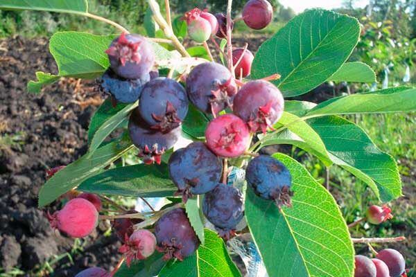 ����������: ���� ����� ����� ��� ��������� ������� ��� ����