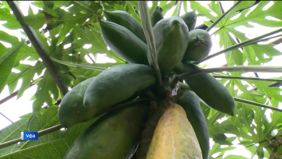 Из Уфимского лимонария приходит экзотика: папайя и бананы растут на Урале