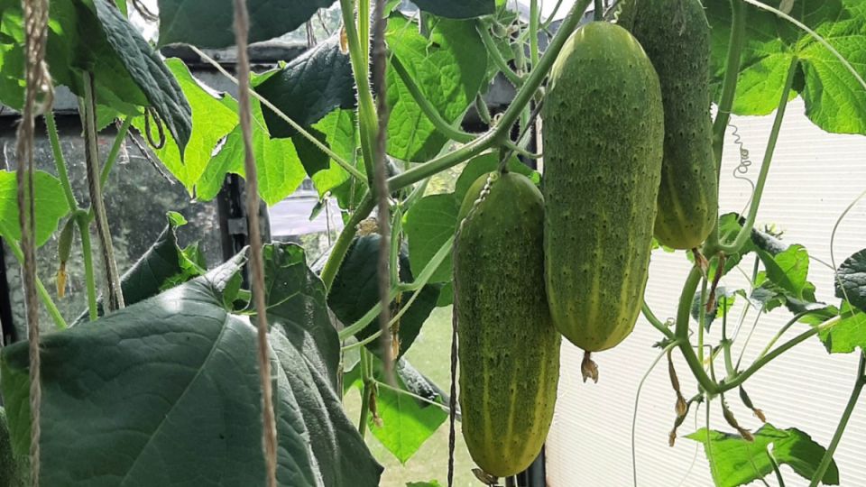 Пять рабочих огурцов на 2026 год: спокойная система отбора и steady урожай