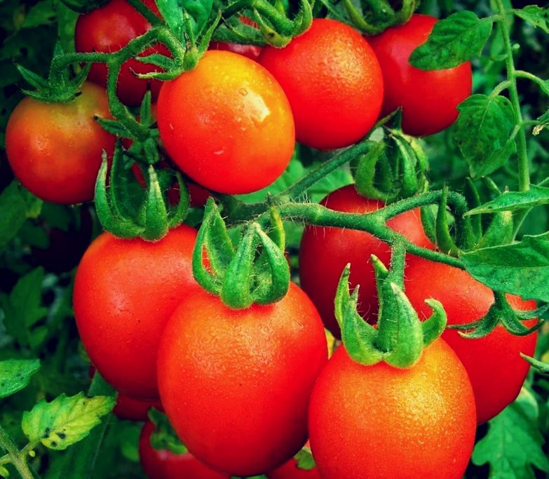 Гумат калия и калимагнезия: спокойное решение для здоровых томатов