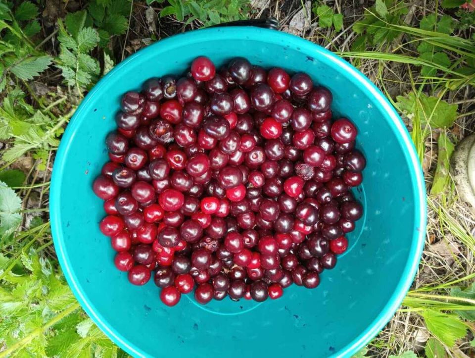 Как заготовить вишню на зиму: простые и необычные способы без лишних сложностей