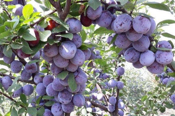 ����� �������� ������: ����������� � ������� �����