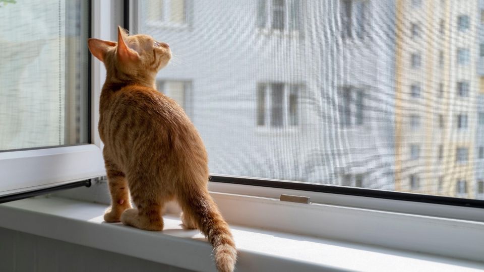 ��������� ��������� ��������� ����� �� ���-���: ���� ����� �� �����������