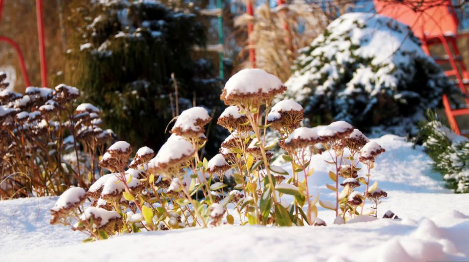 Как сохранить растения зимой: советы и рекомендации