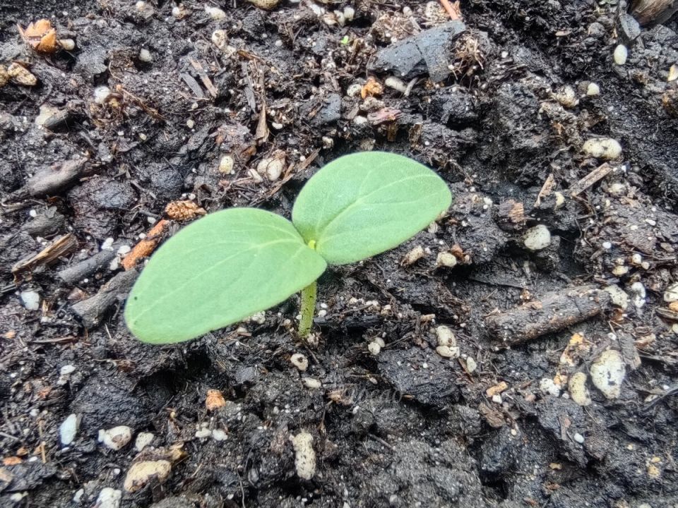 Как вырастить огурцы быстро: секреты успешного урожая