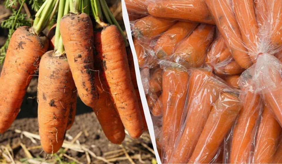 Как сохранить морковь свежей до весны: советы по хранению