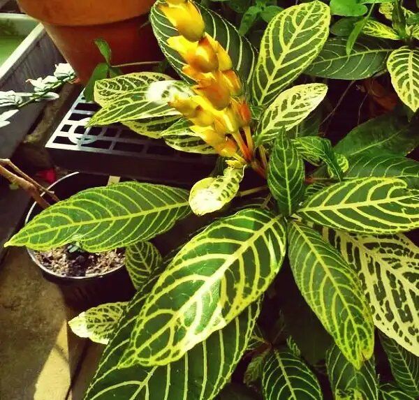 ������ ���� ��������: ��� ���� ������ ������ ������������ � ����������