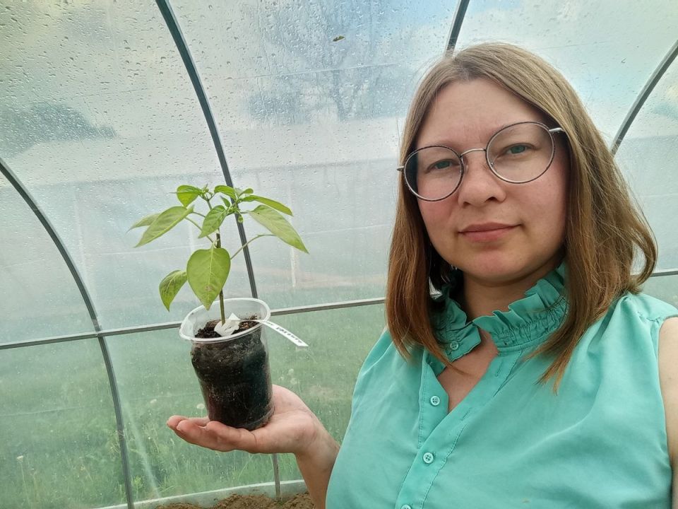 Как создать идеальное соседство для овощей в теплицах