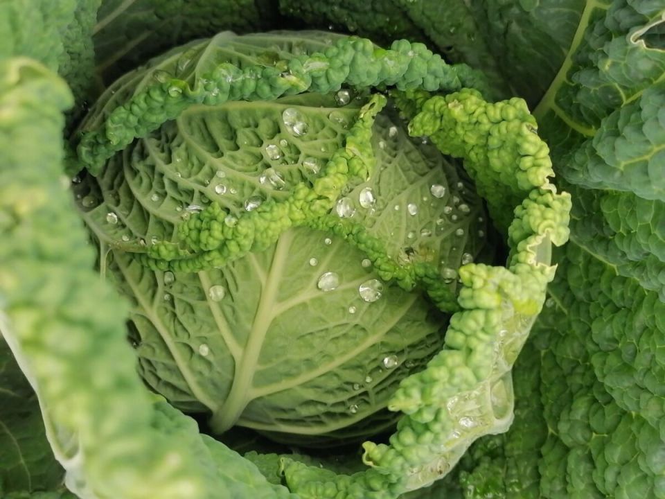 ������� ��������� ����������� ��������� �������: �� ����� �� ������