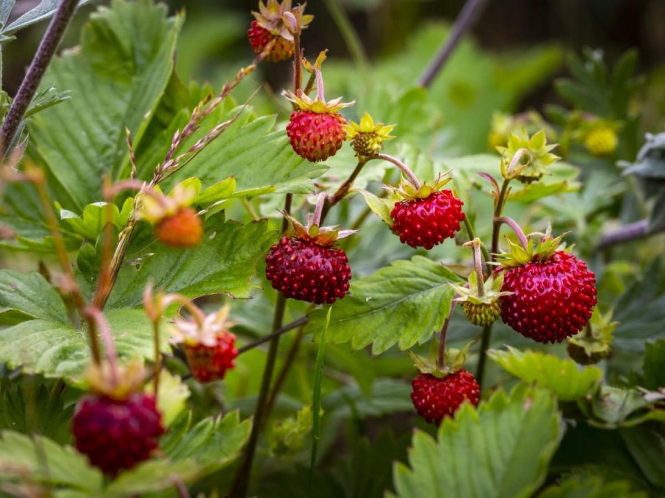 ��� ��������� ���������, ������� ������ �� ����������