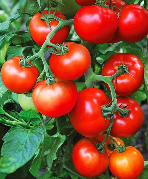 ����� ����� 7: ���������� ����� ��� ������