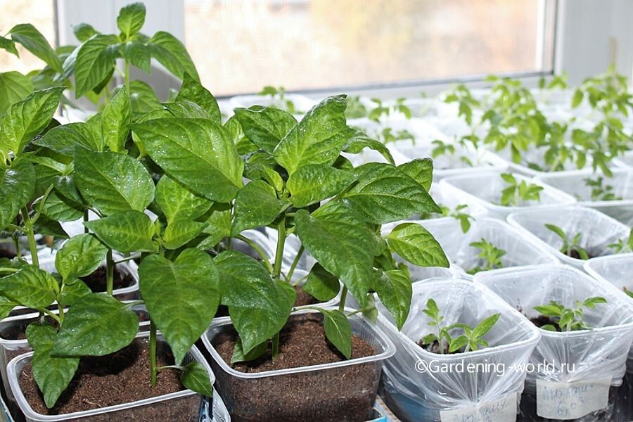 ����� ����� ������ ������� ����� �� �������