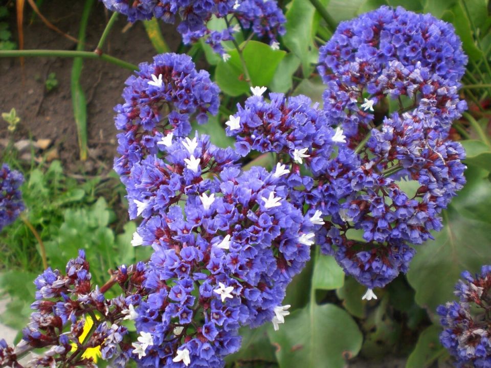 ��������� ������� ��� ����: �������� ������������, ������� ������ ���� ���� �����