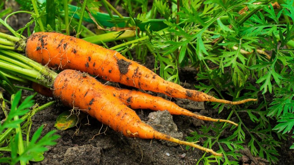 Секреты длительного хранения моркови: как сохранить урожай до весны