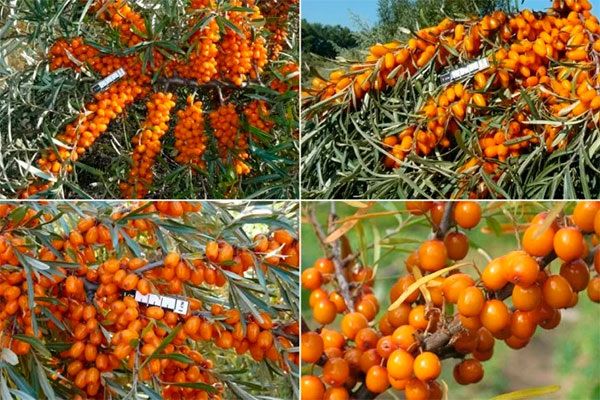 ������ ���� � ����� ������: ���������� ����� ��������� ��������