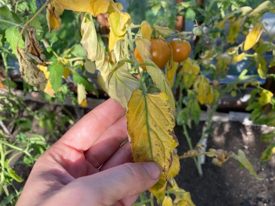 ��� ��������� ������ � �������� ������: ������� ������� ��� �����������