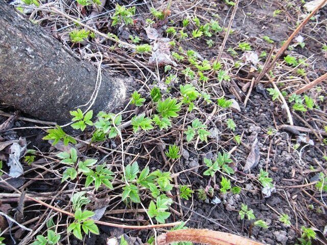 Как победить сныть: простые советы для дачников