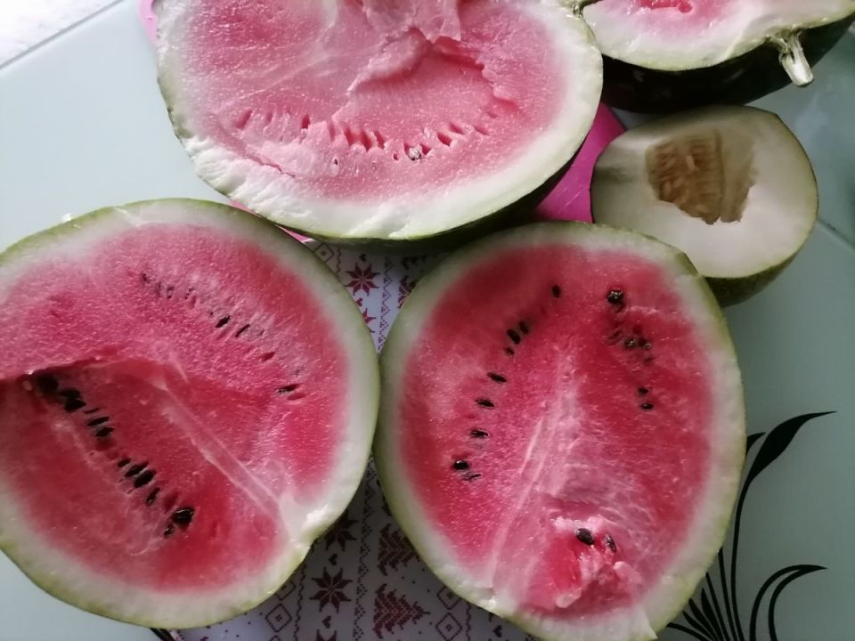 Новые сорта дынь: эксперименты на советских огородах