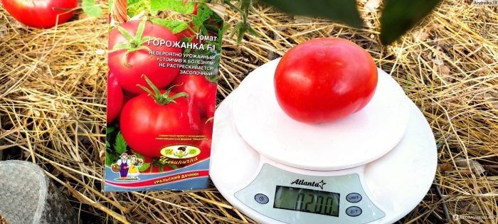 Томат Горожанка: доступный и урожайный гибрид для вашего огорода