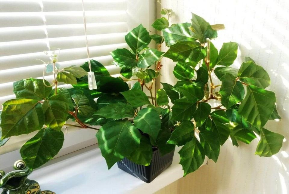 Циссус: как это неприхотливое растение преобразит ваш дом