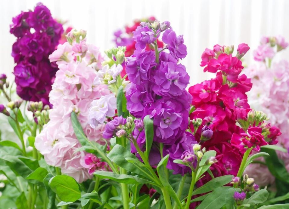 Удивительные левкои: ароматные красавцы для вашего сада