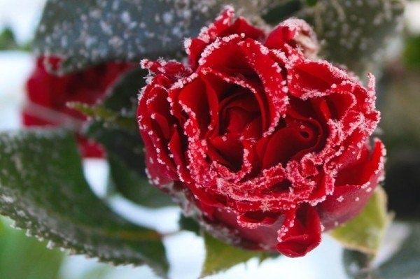 Как правильно открывать розы весной для здоровья и красоты