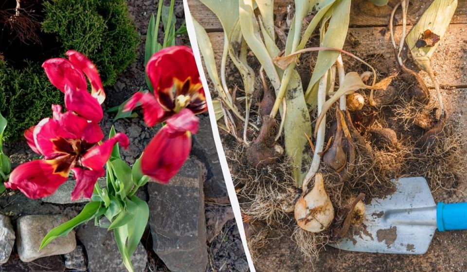 ��� ��������� ��������� �� ���������� ����� ��������